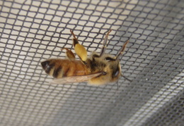 Honeybee_On_Screen_2011 - display this album Honeybee_On_Screen_2011