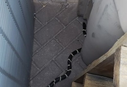 king snake 20230627 02 (20 visits) king snake 20230627 02
