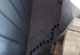 king snake 20230627 01 (27 visits) king snake 20230627 01