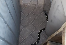 king snake 20230627 03 (13 visits) king snake 20230627 03