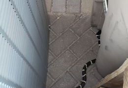 king snake 20230627 05 (15 visits) king snake 20230627 05