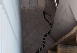 king snake 20230627 06 (10 visits) king snake 20230627 06