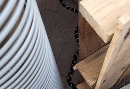 king snake 20230627 07 (17 visits) king snake 20230627 07