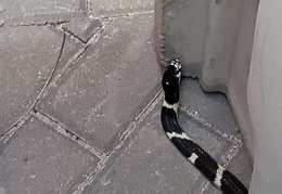 king snake 20230627 09 (14 visits) king snake 20230627 09