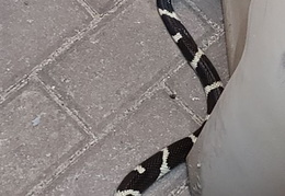 king snake 20230627 10 (12 visits) king snake 20230627 10