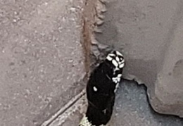 king snake 20230627 11 (17 visits) king snake 20230627 11