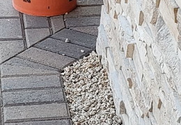 king snake 20230627 14 (11 visits) king snake 20230627 14