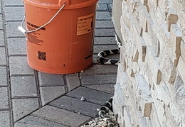 king snake 20230627 16 (16 visits) king snake 20230627 16