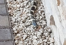 king snake 20230627 17 (14 visits) king snake 20230627 17
