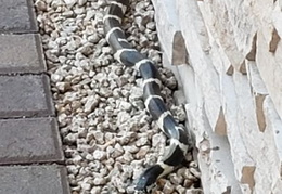 king snake 20230627 18 (18 visits) king snake 20230627 18