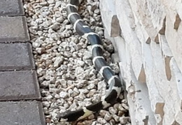 king snake 20230627 19 (17 visits) king snake 20230627 19