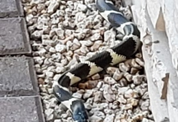 king snake 20230627 20 (15 visits) king snake 20230627 20