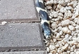 king snake 20230627 21 (16 visits) king snake 20230627 21