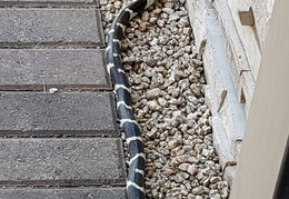 king snake 20230627 23 (15 visits) king snake 20230627 23