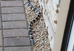 king snake 20230627 22 (14 visits) king snake 20230627 22