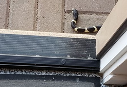 king snake 20230627 25 (17 visits) king snake 20230627 25