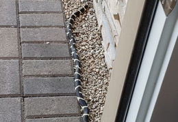 king snake 20230627 24 (14 visits) king snake 20230627 24