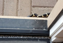 king snake 20230627 26 (21 visits) king snake 20230627 26