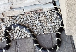 king snake 20230627 27 (12 visits) king snake 20230627 27