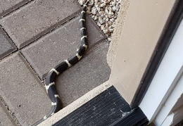 king snake 20230627 29 (16 visits) king snake 20230627 29