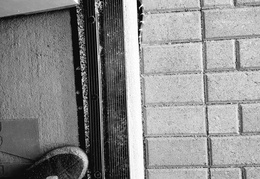 king snake 20230627 32 (14 visits) king snake 20230627 32