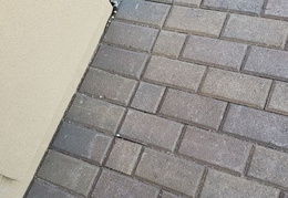 king snake 20230627 34 (14 visits) king snake 20230627 34