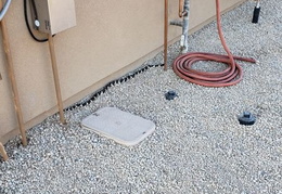 king snake 20230627 37 (16 visits) king snake 20230627 37