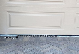 king snake 20230627 44 (17 visits) king snake 20230627 44