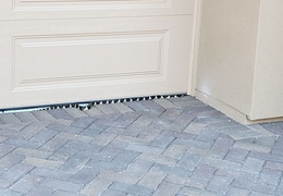king snake 20230627 45 (23 visits) king snake 20230627 45