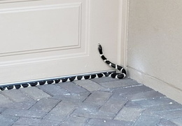 king snake 20230627 46 (34 visits) king snake 20230627 46
