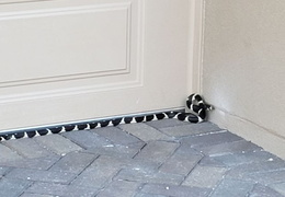 king snake 20230627 47 (21 visits) king snake 20230627 47