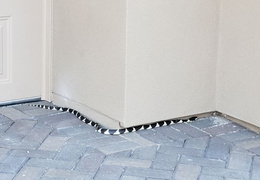 king snake 20230627 48 (19 visits) king snake 20230627 48
