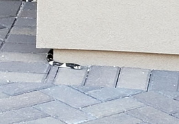 king snake 20230627 50 (17 visits) king snake 20230627 50