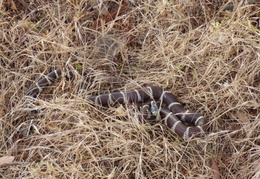 King_Snake_By_Mailbox_May_2014 - display this album King_Snake_By_Mailbox_May_2014