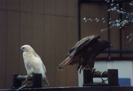Lindsay_Museum_1994 - display this album Lindsay_Museum_1994
