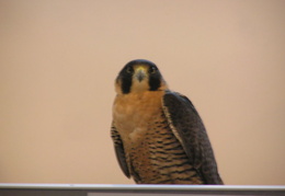 lindsay museum 2005 002 (24 visits) lindsay museum 2005 002
