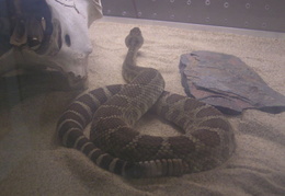 lindsay museum 2005 010 (20 visits) lindsay museum 2005 010