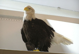 lindsay museum 2005 011 (23 visits) lindsay museum 2005 011