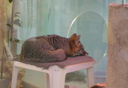 lindsay museum 2005 016 (37 visits) lindsay museum 2005 016