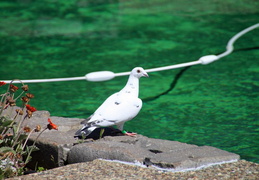 pigeon near pool may 2013 2 (13 visits) pigeon near pool may 2013 2