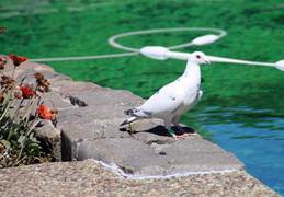 pigeon near pool may 2013 5 (14 visits) pigeon near pool may 2013 5