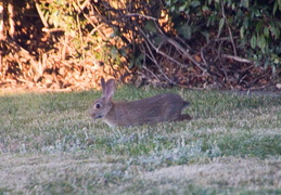 rabbit in backyard august 2012 04 (20 visits) rabbit in backyard august 2012 04