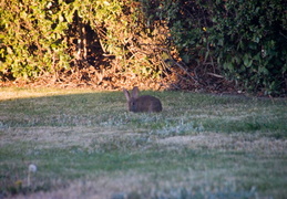 rabbit in backyard august 2012 08 (17 visits) rabbit in backyard august 2012 08