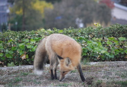 red foxes in backyard nov 2009 0005 (23 visits) red foxes in backyard nov 2009 0005