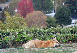 red foxes in backyard nov 2009 0006 (22 visits) red foxes in backyard nov 2009 0006