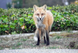red foxes in backyard nov 2009 0008 (21 visits) red foxes in backyard nov 2009 0008
