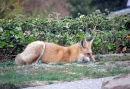 red foxes in backyard nov 2009 0007 (22 visits) red foxes in backyard nov 2009 0007