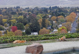 red foxes in backyard nov 2009 0009 (20 visits) red foxes in backyard nov 2009 0009