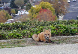red foxes in backyard nov 2009 0011 (25 visits) red foxes in backyard nov 2009 0011
