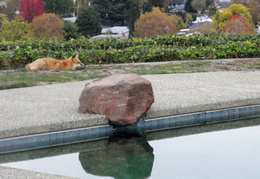 red foxes in backyard nov 2009 0012 (21 visits) red foxes in backyard nov 2009 0012